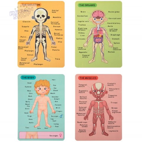 Tooky Toy Drewniane Puzzle Magnetyczne Nauka Anatomia Człowieka 78el.