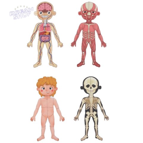 Tooky Toy Drewniane Puzzle Magnetyczne Nauka Anatomia Człowieka 78el.