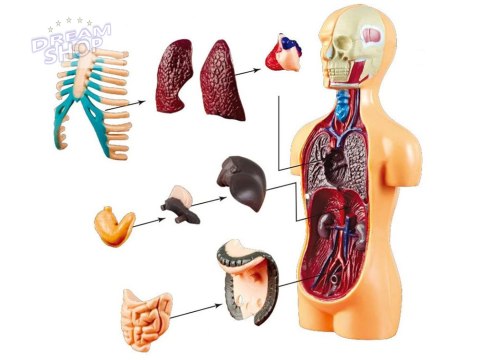 Zestaw edukacyjny Model anatomiczny CIAŁO CZŁOWIEKA + organy 11ele ZA5200