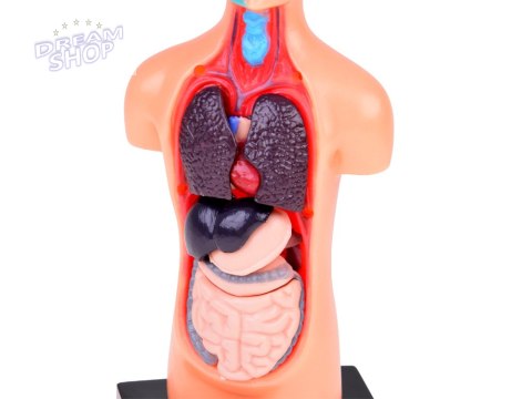 Zestaw edukacyjny Model anatomiczny CIAŁO CZŁOWIEKA + organy 11ele ZA5200